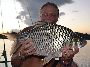 930_Tim Webb_Java Barb_Barbonymus gonionotus.jpg